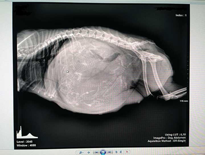 Dog & Cat digital xrays